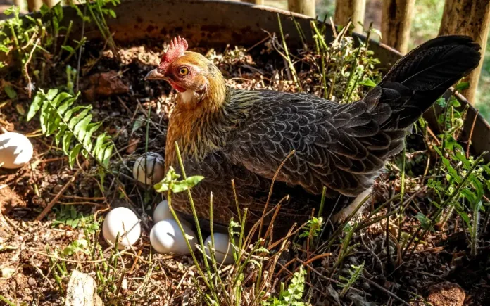 What Things to Check When Buying Chicken Nesting Boxes